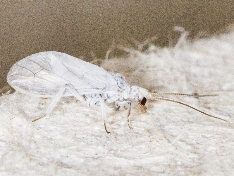 probable female Conwentzia psociformis